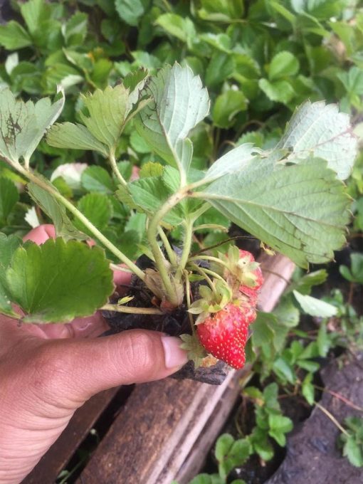 bibit strawberry merlan kondisi berbuah berbunga Bogor