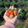 bibit strawberry merlan Sumatra Utara