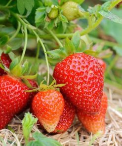 bibit strawberry merlan termurah beli 15 gratis 1 ku Sumatra Barat