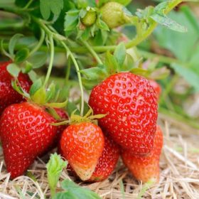 bibit strawberry merlan termurah beli 15 gratis 1 ku Sumatra Barat