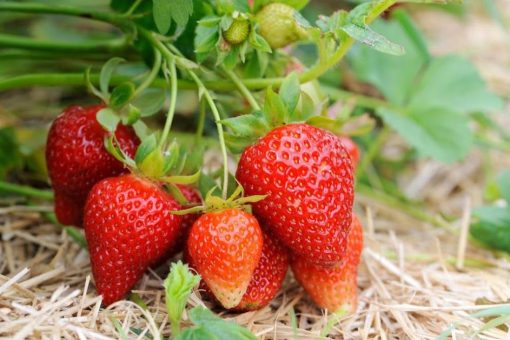 bibit strawberry merlan termurah beli 15 gratis 1 ku Sumatra Barat