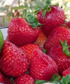 bibit strawberry strawberry fresca haira seed asli pabrikan Pontianak