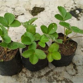 bibit strawberry Sulawesi Utara