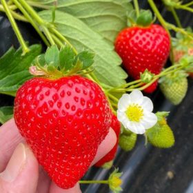 bibit strawbery super Balikpapan