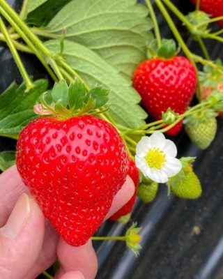 bibit strawbery super Balikpapan