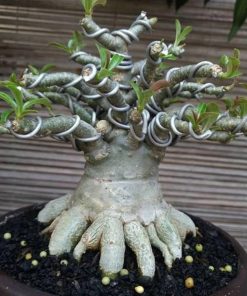bibit tanaman adenium bonggol besar bahan bonsai kamboja jepang Banda Aceh