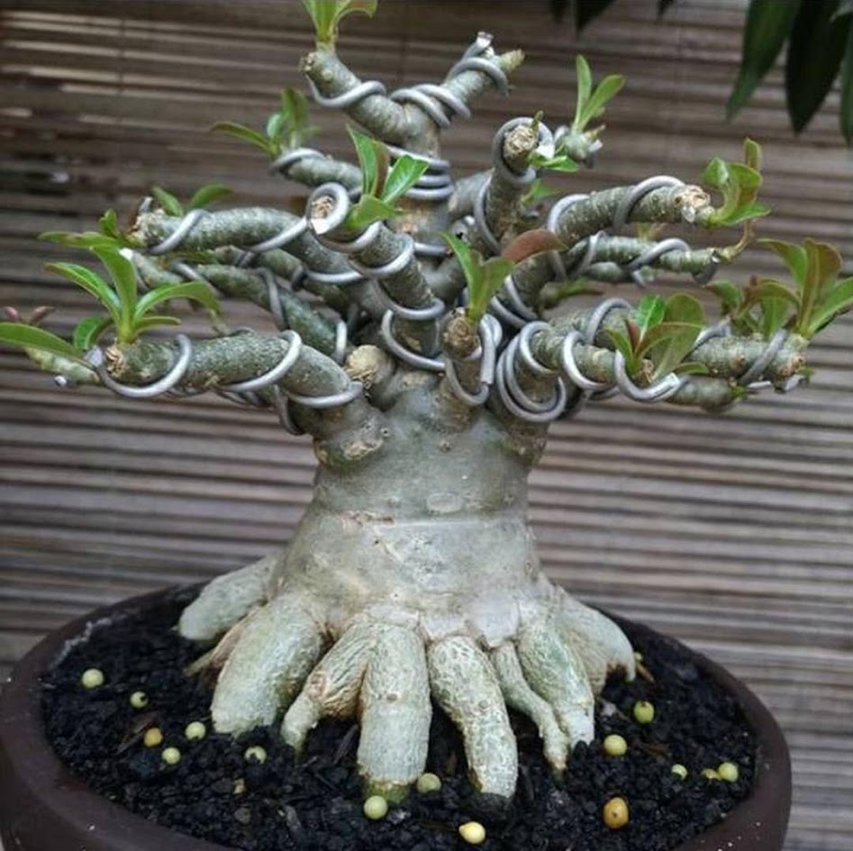 Gambar Produk bibit tanaman adenium bonggol besar bahan bonsai kamboja jepang Banda Aceh