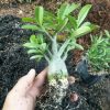 bibit tanaman adenium bonggol besar bahan bonsai kamboja jepang Jawa Tengah