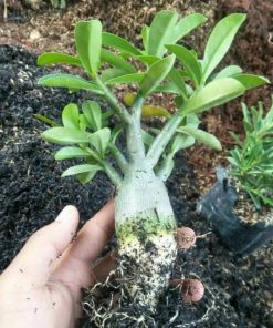 bibit tanaman adenium bonggol besar bahan bonsai kamboja jepang Jawa Tengah