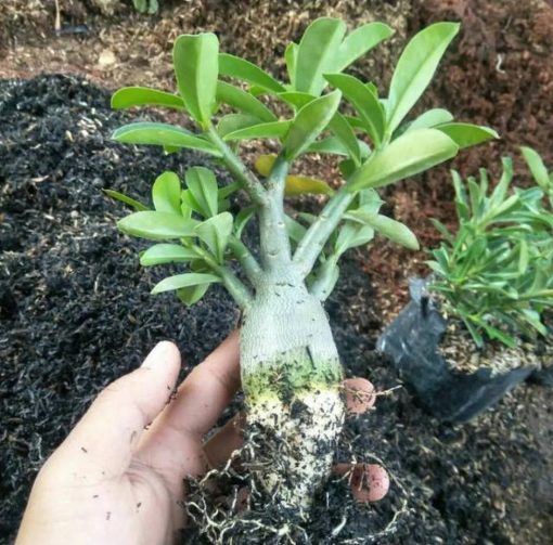bibit tanaman adenium bonggol besar bahan bonsai kamboja jepang Jawa Tengah