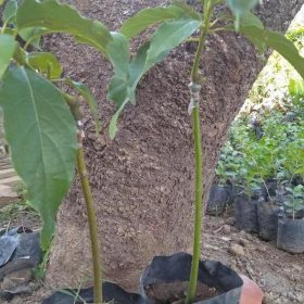Bibit Tanaman Alpukat Buah Aligator Murah Super Manis Kaya Manggarai Barat