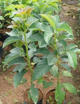 Bibit Tanaman Alpukat Buah Aligator Tunas Purworejo Dogiyai