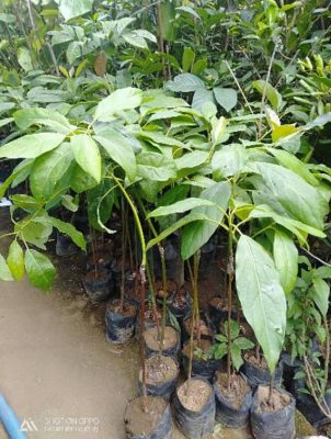 Bibit Tanaman Alpukat Buah Hass Padang Panjang