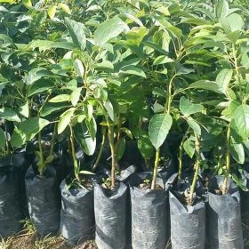 Bibit Tanaman Alpukat Buah Jumbo Florida Amerika Sleman