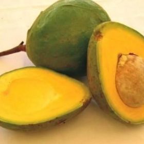 Bibit Tanaman Alpukat Buah Mega Murapi Si Manis Madu Sumba Barat Daya