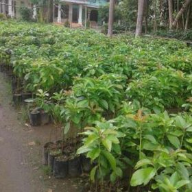 Bibit Tanaman Alpukat Buah Mentega Pohon Okulasi Unggul Cepat Berbuah Asli Lanny Jaya