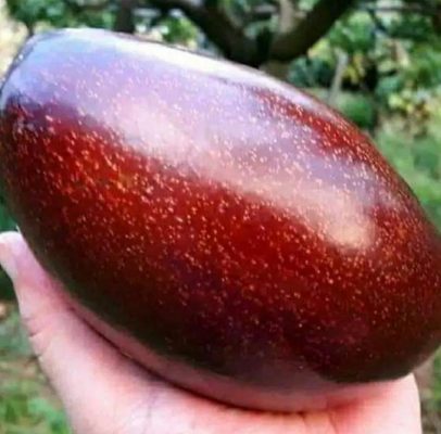 Bibit Tanaman Alpukat Buah Red Vietnam Unggul Cepat Berbuah Enrekang