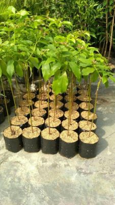 Bibit Tanaman Alpukat Buah Super Unggul Alor