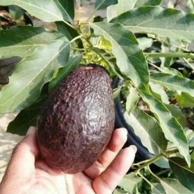 Bibit Tanaman Alpukat Diskon Buah Hass Buru
