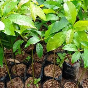 Bibit Tanaman Alpukat Forte Serang