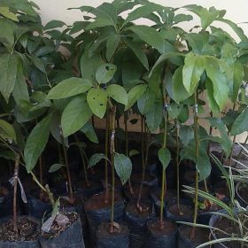 Bibit Tanaman Alpukat Markus Jumbo Hulu Sungai Selatan