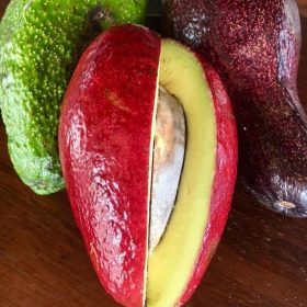 Bibit Tanaman Alpukat Pohon Red Vietnam Asli Okulasi Cepat Berbuah Tana Toraja