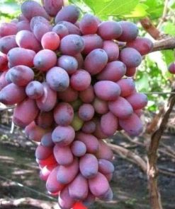 bibit tanaman anggur import unggul Banten