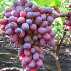 bibit tanaman anggur import unggul Banten