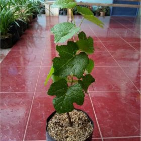 bibit tanaman anggur lokal merah Balikpapan