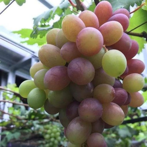 bibit tanaman anggur merah siap tanam Sumatra Barat