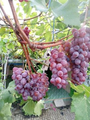 bibit tanaman anggur ninel super buah manis Sulawesi Tenggara