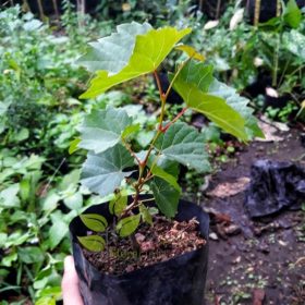 bibit tanaman anggur pohon anggur merah bibit buah anggur bibit pohon anggur Jawa Barat