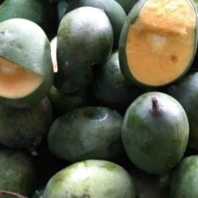 bibit tanaman Bibit Buah Cangkok Mangga Manalagi Bombana