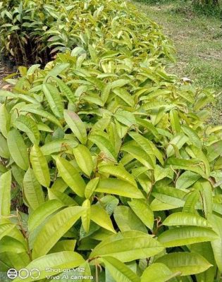 bibit tanaman Bibit Buah Durian Gundul Impor Terbaru Ins Tanaman Okulasi Super Ready Mempawah