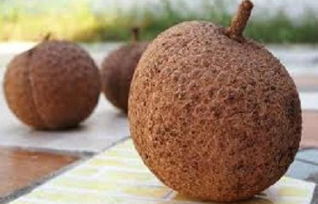 bibit tanaman Bibit Buah Durian Gundul Pohon Unggulan Aceh Timur