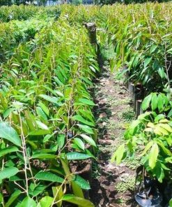 bibit tanaman Bibit Buah Durian Gundul Terbaru Unggulecer Tanaman Kayong Utara