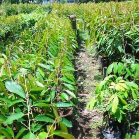 bibit tanaman Bibit Buah Durian Gundul Terbaru Unggulecer Tanaman Kayong Utara