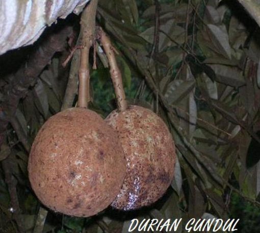 bibit tanaman Bibit Buah Unggul Durian Gundul Diskon Berkualitas Dan Terjangkau Terlaris Pesisir Selatan