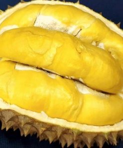 bibit tanaman Bibit Durian Bawor Murah Hari Ini Okulasi Surakarta