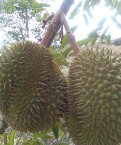 bibit tanaman Bibit Durian Namlung Jenis Super Murah Kepahiang