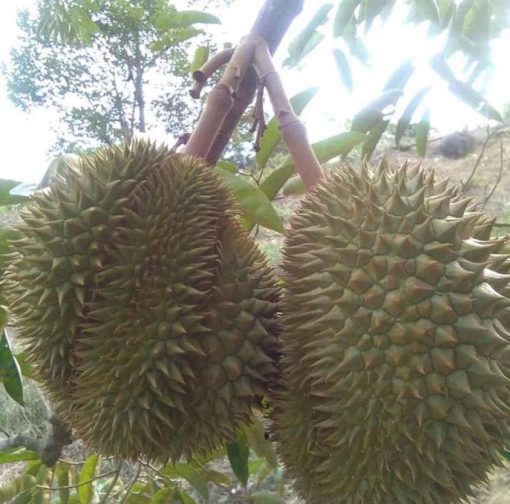 bibit tanaman Bibit Durian Namlung Jenis Super Murah Kepahiang