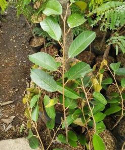 bibit tanaman Bibit Durian Super Tembaga Bangka Buah Jayawijaya