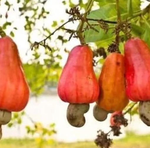 bibit tanaman Bibit Jambu Mete Pohon - Buah Mede Tanaman Monyet Bintan