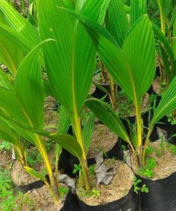 bibit tanaman Bibit Kelapa Gading Tanaman Pohon Khanza Aceh Tengah