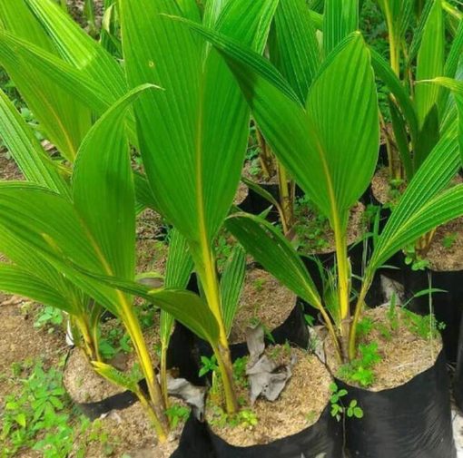 bibit tanaman Bibit Kelapa Gading Tanaman Pohon Khanza Aceh Tengah