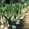 bibit tanaman Bibit Kelapa Genjah Kopyor Kultur Jaringan Unggulan Berkualitas Hari Ini Temanggung
