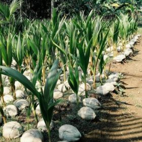 bibit tanaman Bibit Kelapa Genjah Kopyor Kultur Jaringan Unggulan Berkualitas Hari Ini Temanggung