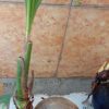 bibit tanaman Bibit Kelapa Hias Untuk Unik Bandar Lampung