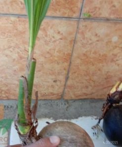 bibit tanaman Bibit Kelapa Hias Untuk Unik Bandar Lampung