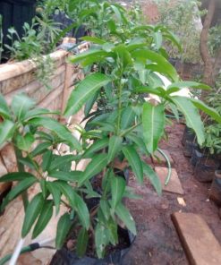 bibit tanaman Bibit Mangga Kiojay Pohon Chokanan Hasil Okulasi Ukuran Besar Yahukimo